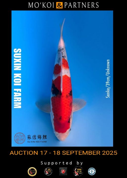 Lelang Koi Online, Jual Beli Ikan Koi, Pusat Jual Beli Koi, Info Lelang Koi Hari Ini, Platform Jual Beli Koi, Jual Beli Ikan Koi Online, Marketplace Ikan Koi, Jual Koi Terbaik, Tempat Beli Koi Berkualitas, Pasar Ikan Koi Online Terpercaya, Penjual Ikan Koi Terpercaya, Beli Koi Hias Online, Ikan Koi untuk Dijual, Koi Kualitas Terbaik, Toko Online Ikan Koi, Koi Hias Untuk Dijual, Jual Beli Ikan Koi Lokal, Koi Indonesia Online, Pusat Jual Beli Koi Terbesar