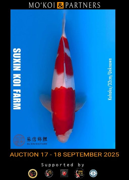 Lelang Koi Online, Jual Beli Ikan Koi, Pusat Jual Beli Koi, Info Lelang Koi Hari Ini, Platform Jual Beli Koi, Jual Beli Ikan Koi Online, Marketplace Ikan Koi, Jual Koi Terbaik, Tempat Beli Koi Berkualitas, Pasar Ikan Koi Online Terpercaya, Penjual Ikan Koi Terpercaya, Beli Koi Hias Online, Ikan Koi untuk Dijual, Koi Kualitas Terbaik, Toko Online Ikan Koi, Koi Hias Untuk Dijual, Jual Beli Ikan Koi Lokal, Koi Indonesia Online, Pusat Jual Beli Koi Terbesar