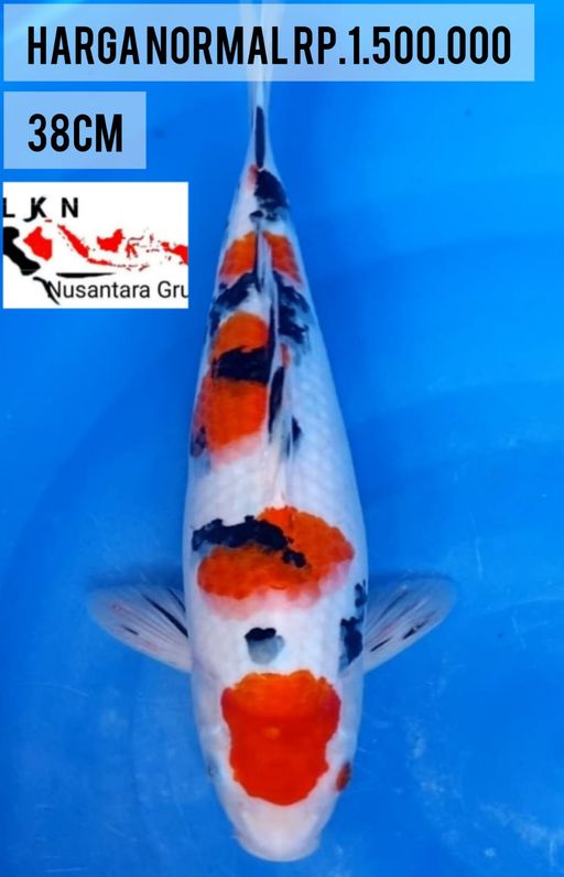 Lelang Koi Online, Jual Beli Ikan Koi, Pusat Jual Beli Koi, Info Lelang Koi Hari Ini, Platform Jual Beli Koi, Jual Beli Ikan Koi Online, Marketplace Ikan Koi, Jual Koi Terbaik, Tempat Beli Koi Berkualitas, Pasar Ikan Koi Online Terpercaya, Penjual Ikan Koi Terpercaya, Beli Koi Hias Online, Ikan Koi untuk Dijual, Koi Kualitas Terbaik, Toko Online Ikan Koi, Koi Hias Untuk Dijual, Jual Beli Ikan Koi Lokal, Koi Indonesia Online, Pusat Jual Beli Koi Terbesar