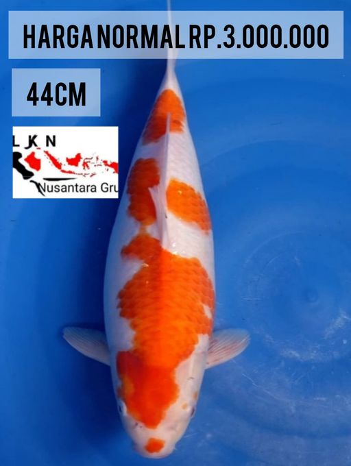 Lelang Koi Online, Jual Beli Ikan Koi, Pusat Jual Beli Koi, Info Lelang Koi Hari Ini, Platform Jual Beli Koi, Jual Beli Ikan Koi Online, Marketplace Ikan Koi, Jual Koi Terbaik, Tempat Beli Koi Berkualitas, Pasar Ikan Koi Online Terpercaya, Penjual Ikan Koi Terpercaya, Beli Koi Hias Online, Ikan Koi untuk Dijual, Koi Kualitas Terbaik, Toko Online Ikan Koi, Koi Hias Untuk Dijual, Jual Beli Ikan Koi Lokal, Koi Indonesia Online, Pusat Jual Beli Koi Terbesar