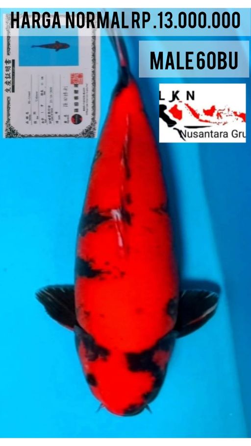 Lelang Koi Online, Jual Beli Ikan Koi, Pusat Jual Beli Koi, Info Lelang Koi Hari Ini, Platform Jual Beli Koi, Jual Beli Ikan Koi Online, Marketplace Ikan Koi, Jual Koi Terbaik, Tempat Beli Koi Berkualitas, Pasar Ikan Koi Online Terpercaya, Penjual Ikan Koi Terpercaya, Beli Koi Hias Online, Ikan Koi untuk Dijual, Koi Kualitas Terbaik, Toko Online Ikan Koi, Koi Hias Untuk Dijual, Jual Beli Ikan Koi Lokal, Koi Indonesia Online, Pusat Jual Beli Koi Terbesar