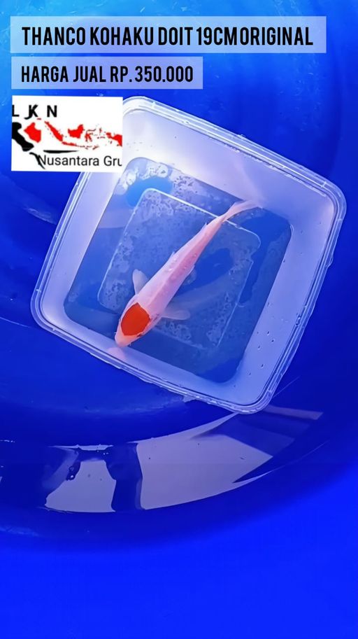 Lelang Koi Online, Jual Beli Ikan Koi, Pusat Jual Beli Koi, Info Lelang Koi Hari Ini, Platform Jual Beli Koi, Jual Beli Ikan Koi Online, Marketplace Ikan Koi, Jual Koi Terbaik, Tempat Beli Koi Berkualitas, Pasar Ikan Koi Online Terpercaya, Penjual Ikan Koi Terpercaya, Beli Koi Hias Online, Ikan Koi untuk Dijual, Koi Kualitas Terbaik, Toko Online Ikan Koi, Koi Hias Untuk Dijual, Jual Beli Ikan Koi Lokal, Koi Indonesia Online, Pusat Jual Beli Koi Terbesar
