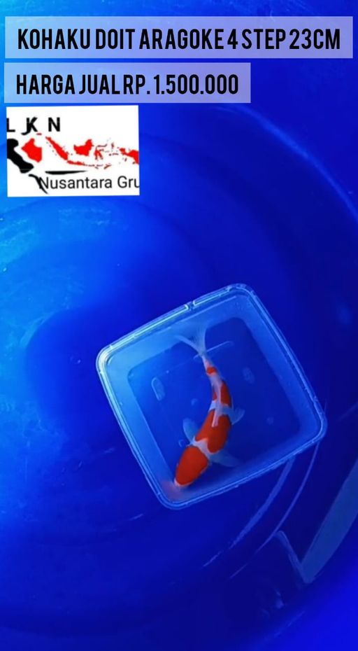 Lelang Koi Online, Jual Beli Ikan Koi, Pusat Jual Beli Koi, Info Lelang Koi Hari Ini, Platform Jual Beli Koi, Jual Beli Ikan Koi Online, Marketplace Ikan Koi, Jual Koi Terbaik, Tempat Beli Koi Berkualitas, Pasar Ikan Koi Online Terpercaya, Penjual Ikan Koi Terpercaya, Beli Koi Hias Online, Ikan Koi untuk Dijual, Koi Kualitas Terbaik, Toko Online Ikan Koi, Koi Hias Untuk Dijual, Jual Beli Ikan Koi Lokal, Koi Indonesia Online, Pusat Jual Beli Koi Terbesar