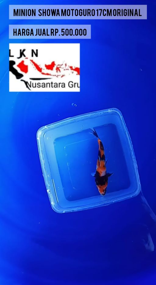 Lelang Koi Online, Jual Beli Ikan Koi, Pusat Jual Beli Koi, Info Lelang Koi Hari Ini, Platform Jual Beli Koi, Jual Beli Ikan Koi Online, Marketplace Ikan Koi, Jual Koi Terbaik, Tempat Beli Koi Berkualitas, Pasar Ikan Koi Online Terpercaya, Penjual Ikan Koi Terpercaya, Beli Koi Hias Online, Ikan Koi untuk Dijual, Koi Kualitas Terbaik, Toko Online Ikan Koi, Koi Hias Untuk Dijual, Jual Beli Ikan Koi Lokal, Koi Indonesia Online, Pusat Jual Beli Koi Terbesar