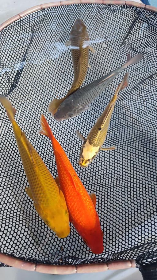 Lelang Koi Online, Jual Beli Ikan Koi, Pusat Jual Beli Koi, Info Lelang Koi Hari Ini, Platform Jual Beli Koi, Jual Beli Ikan Koi Online, Marketplace Ikan Koi, Jual Koi Terbaik, Tempat Beli Koi Berkualitas, Pasar Ikan Koi Online Terpercaya, Penjual Ikan Koi Terpercaya, Beli Koi Hias Online, Ikan Koi untuk Dijual, Koi Kualitas Terbaik, Toko Online Ikan Koi, Koi Hias Untuk Dijual, Jual Beli Ikan Koi Lokal, Koi Indonesia Online, Pusat Jual Beli Koi Terbesar