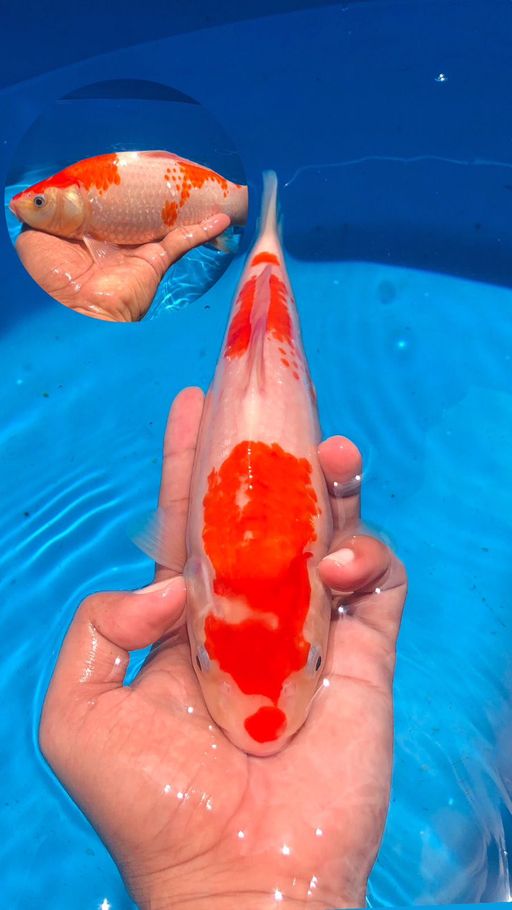 Lelang Koi Online, Jual Beli Ikan Koi, Pusat Jual Beli Koi, Info Lelang Koi Hari Ini, Platform Jual Beli Koi, Jual Beli Ikan Koi Online, Marketplace Ikan Koi, Jual Koi Terbaik, Tempat Beli Koi Berkualitas, Pasar Ikan Koi Online Terpercaya, Penjual Ikan Koi Terpercaya, Beli Koi Hias Online, Ikan Koi untuk Dijual, Koi Kualitas Terbaik, Toko Online Ikan Koi, Koi Hias Untuk Dijual, Jual Beli Ikan Koi Lokal, Koi Indonesia Online, Pusat Jual Beli Koi Terbesar