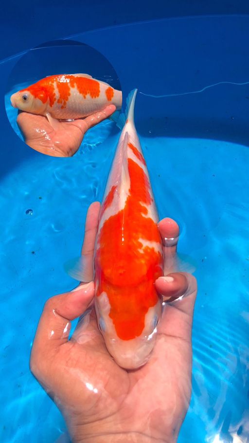 Lelang Koi Online, Jual Beli Ikan Koi, Pusat Jual Beli Koi, Info Lelang Koi Hari Ini, Platform Jual Beli Koi, Jual Beli Ikan Koi Online, Marketplace Ikan Koi, Jual Koi Terbaik, Tempat Beli Koi Berkualitas, Pasar Ikan Koi Online Terpercaya, Penjual Ikan Koi Terpercaya, Beli Koi Hias Online, Ikan Koi untuk Dijual, Koi Kualitas Terbaik, Toko Online Ikan Koi, Koi Hias Untuk Dijual, Jual Beli Ikan Koi Lokal, Koi Indonesia Online, Pusat Jual Beli Koi Terbesar