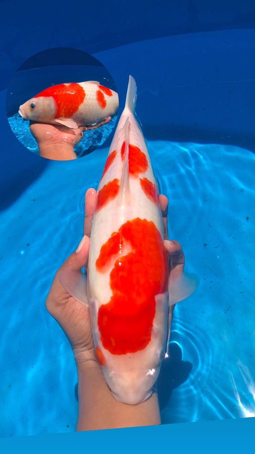 Lelang Koi Online, Jual Beli Ikan Koi, Pusat Jual Beli Koi, Info Lelang Koi Hari Ini, Platform Jual Beli Koi, Jual Beli Ikan Koi Online, Marketplace Ikan Koi, Jual Koi Terbaik, Tempat Beli Koi Berkualitas, Pasar Ikan Koi Online Terpercaya, Penjual Ikan Koi Terpercaya, Beli Koi Hias Online, Ikan Koi untuk Dijual, Koi Kualitas Terbaik, Toko Online Ikan Koi, Koi Hias Untuk Dijual, Jual Beli Ikan Koi Lokal, Koi Indonesia Online, Pusat Jual Beli Koi Terbesar