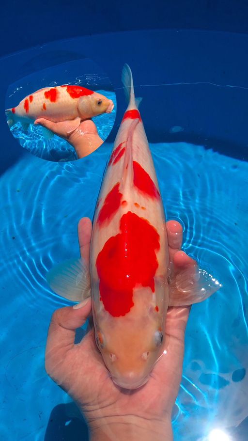 Lelang Koi Online, Jual Beli Ikan Koi, Pusat Jual Beli Koi, Info Lelang Koi Hari Ini, Platform Jual Beli Koi, Jual Beli Ikan Koi Online, Marketplace Ikan Koi, Jual Koi Terbaik, Tempat Beli Koi Berkualitas, Pasar Ikan Koi Online Terpercaya, Penjual Ikan Koi Terpercaya, Beli Koi Hias Online, Ikan Koi untuk Dijual, Koi Kualitas Terbaik, Toko Online Ikan Koi, Koi Hias Untuk Dijual, Jual Beli Ikan Koi Lokal, Koi Indonesia Online, Pusat Jual Beli Koi Terbesar