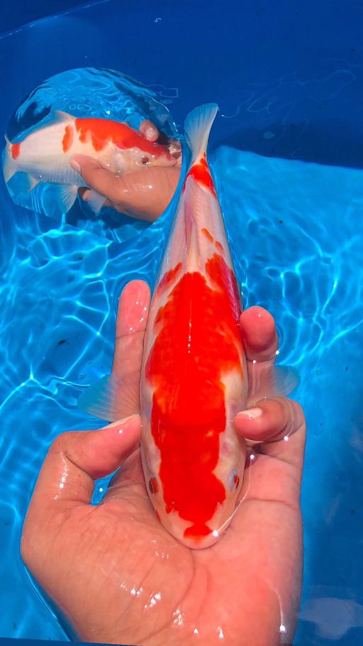 Lelang Koi Online, Jual Beli Ikan Koi, Pusat Jual Beli Koi, Info Lelang Koi Hari Ini, Platform Jual Beli Koi, Jual Beli Ikan Koi Online, Marketplace Ikan Koi, Jual Koi Terbaik, Tempat Beli Koi Berkualitas, Pasar Ikan Koi Online Terpercaya, Penjual Ikan Koi Terpercaya, Beli Koi Hias Online, Ikan Koi untuk Dijual, Koi Kualitas Terbaik, Toko Online Ikan Koi, Koi Hias Untuk Dijual, Jual Beli Ikan Koi Lokal, Koi Indonesia Online, Pusat Jual Beli Koi Terbesar