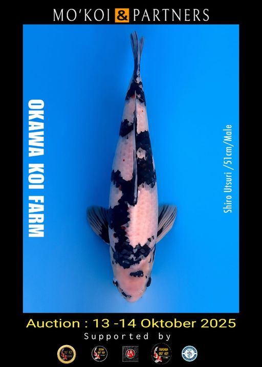 Lelang Koi Online, Jual Beli Ikan Koi, Pusat Jual Beli Koi, Info Lelang Koi Hari Ini, Platform Jual Beli Koi, Jual Beli Ikan Koi Online, Marketplace Ikan Koi, Jual Koi Terbaik, Tempat Beli Koi Berkualitas, Pasar Ikan Koi Online Terpercaya, Penjual Ikan Koi Terpercaya, Beli Koi Hias Online, Ikan Koi untuk Dijual, Koi Kualitas Terbaik, Toko Online Ikan Koi, Koi Hias Untuk Dijual, Jual Beli Ikan Koi Lokal, Koi Indonesia Online, Pusat Jual Beli Koi Terbesar