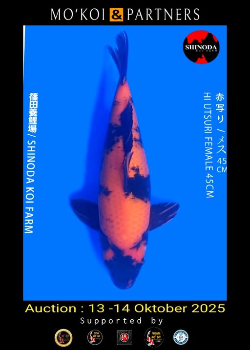 Lelang Koi Online, Jual Beli Ikan Koi, Pusat Jual Beli Koi, Info Lelang Koi Hari Ini, Platform Jual Beli Koi, Jual Beli Ikan Koi Online, Marketplace Ikan Koi, Jual Koi Terbaik, Tempat Beli Koi Berkualitas, Pasar Ikan Koi Online Terpercaya, Penjual Ikan Koi Terpercaya, Beli Koi Hias Online, Ikan Koi untuk Dijual, Koi Kualitas Terbaik, Toko Online Ikan Koi, Koi Hias Untuk Dijual, Jual Beli Ikan Koi Lokal, Koi Indonesia Online, Pusat Jual Beli Koi Terbesar