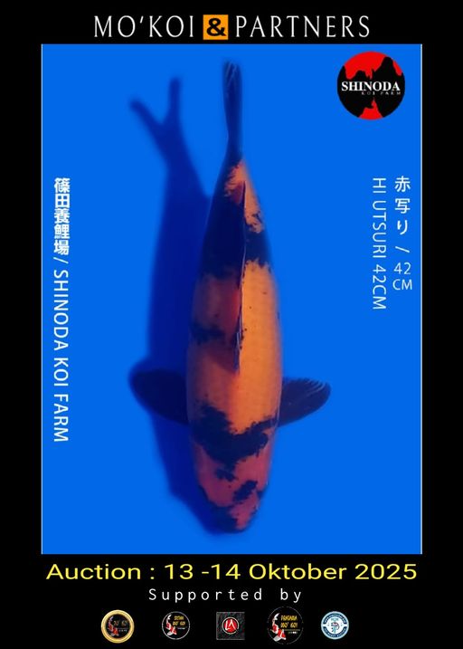 Lelang Koi Online, Jual Beli Ikan Koi, Pusat Jual Beli Koi, Info Lelang Koi Hari Ini, Platform Jual Beli Koi, Jual Beli Ikan Koi Online, Marketplace Ikan Koi, Jual Koi Terbaik, Tempat Beli Koi Berkualitas, Pasar Ikan Koi Online Terpercaya, Penjual Ikan Koi Terpercaya, Beli Koi Hias Online, Ikan Koi untuk Dijual, Koi Kualitas Terbaik, Toko Online Ikan Koi, Koi Hias Untuk Dijual, Jual Beli Ikan Koi Lokal, Koi Indonesia Online, Pusat Jual Beli Koi Terbesar