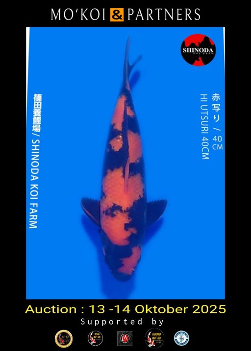 Lelang Koi Online, Jual Beli Ikan Koi, Pusat Jual Beli Koi, Info Lelang Koi Hari Ini, Platform Jual Beli Koi, Jual Beli Ikan Koi Online, Marketplace Ikan Koi, Jual Koi Terbaik, Tempat Beli Koi Berkualitas, Pasar Ikan Koi Online Terpercaya, Penjual Ikan Koi Terpercaya, Beli Koi Hias Online, Ikan Koi untuk Dijual, Koi Kualitas Terbaik, Toko Online Ikan Koi, Koi Hias Untuk Dijual, Jual Beli Ikan Koi Lokal, Koi Indonesia Online, Pusat Jual Beli Koi Terbesar