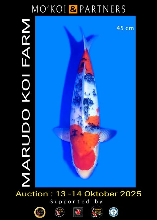 Lelang Koi Online, Jual Beli Ikan Koi, Pusat Jual Beli Koi, Info Lelang Koi Hari Ini, Platform Jual Beli Koi, Jual Beli Ikan Koi Online, Marketplace Ikan Koi, Jual Koi Terbaik, Tempat Beli Koi Berkualitas, Pasar Ikan Koi Online Terpercaya, Penjual Ikan Koi Terpercaya, Beli Koi Hias Online, Ikan Koi untuk Dijual, Koi Kualitas Terbaik, Toko Online Ikan Koi, Koi Hias Untuk Dijual, Jual Beli Ikan Koi Lokal, Koi Indonesia Online, Pusat Jual Beli Koi Terbesar