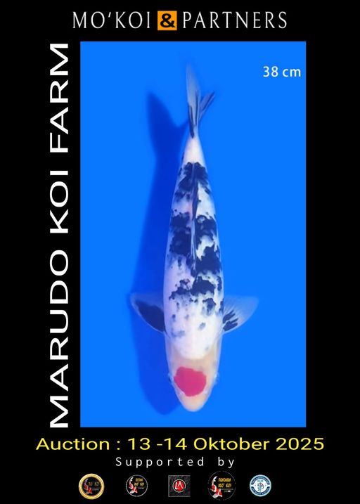 Lelang Koi Online, Jual Beli Ikan Koi, Pusat Jual Beli Koi, Info Lelang Koi Hari Ini, Platform Jual Beli Koi, Jual Beli Ikan Koi Online, Marketplace Ikan Koi, Jual Koi Terbaik, Tempat Beli Koi Berkualitas, Pasar Ikan Koi Online Terpercaya, Penjual Ikan Koi Terpercaya, Beli Koi Hias Online, Ikan Koi untuk Dijual, Koi Kualitas Terbaik, Toko Online Ikan Koi, Koi Hias Untuk Dijual, Jual Beli Ikan Koi Lokal, Koi Indonesia Online, Pusat Jual Beli Koi Terbesar