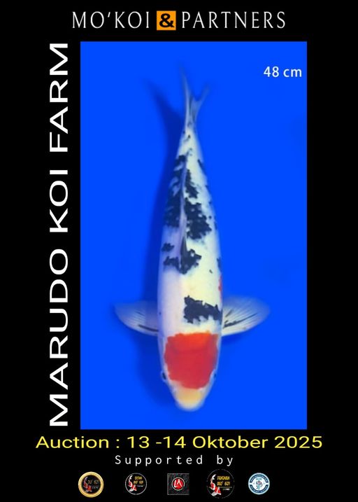 Lelang Koi Online, Jual Beli Ikan Koi, Pusat Jual Beli Koi, Info Lelang Koi Hari Ini, Platform Jual Beli Koi, Jual Beli Ikan Koi Online, Marketplace Ikan Koi, Jual Koi Terbaik, Tempat Beli Koi Berkualitas, Pasar Ikan Koi Online Terpercaya, Penjual Ikan Koi Terpercaya, Beli Koi Hias Online, Ikan Koi untuk Dijual, Koi Kualitas Terbaik, Toko Online Ikan Koi, Koi Hias Untuk Dijual, Jual Beli Ikan Koi Lokal, Koi Indonesia Online, Pusat Jual Beli Koi Terbesar