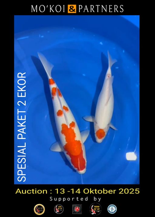 Lelang Koi Online, Jual Beli Ikan Koi, Pusat Jual Beli Koi, Info Lelang Koi Hari Ini, Platform Jual Beli Koi, Jual Beli Ikan Koi Online, Marketplace Ikan Koi, Jual Koi Terbaik, Tempat Beli Koi Berkualitas, Pasar Ikan Koi Online Terpercaya, Penjual Ikan Koi Terpercaya, Beli Koi Hias Online, Ikan Koi untuk Dijual, Koi Kualitas Terbaik, Toko Online Ikan Koi, Koi Hias Untuk Dijual, Jual Beli Ikan Koi Lokal, Koi Indonesia Online, Pusat Jual Beli Koi Terbesar