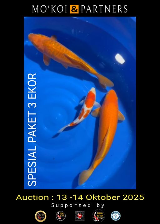 Lelang Koi Online, Jual Beli Ikan Koi, Pusat Jual Beli Koi, Info Lelang Koi Hari Ini, Platform Jual Beli Koi, Jual Beli Ikan Koi Online, Marketplace Ikan Koi, Jual Koi Terbaik, Tempat Beli Koi Berkualitas, Pasar Ikan Koi Online Terpercaya, Penjual Ikan Koi Terpercaya, Beli Koi Hias Online, Ikan Koi untuk Dijual, Koi Kualitas Terbaik, Toko Online Ikan Koi, Koi Hias Untuk Dijual, Jual Beli Ikan Koi Lokal, Koi Indonesia Online, Pusat Jual Beli Koi Terbesar