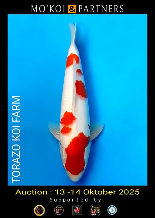 Lelang Koi Online, Jual Beli Ikan Koi, Pusat Jual Beli Koi, Info Lelang Koi Hari Ini, Platform Jual Beli Koi, Jual Beli Ikan Koi Online, Marketplace Ikan Koi, Jual Koi Terbaik, Tempat Beli Koi Berkualitas, Pasar Ikan Koi Online Terpercaya, Penjual Ikan Koi Terpercaya, Beli Koi Hias Online, Ikan Koi untuk Dijual, Koi Kualitas Terbaik, Toko Online Ikan Koi, Koi Hias Untuk Dijual, Jual Beli Ikan Koi Lokal, Koi Indonesia Online, Pusat Jual Beli Koi Terbesar