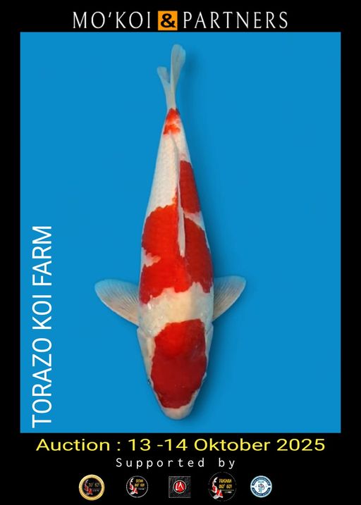 Lelang Koi Online, Jual Beli Ikan Koi, Pusat Jual Beli Koi, Info Lelang Koi Hari Ini, Platform Jual Beli Koi, Jual Beli Ikan Koi Online, Marketplace Ikan Koi, Jual Koi Terbaik, Tempat Beli Koi Berkualitas, Pasar Ikan Koi Online Terpercaya, Penjual Ikan Koi Terpercaya, Beli Koi Hias Online, Ikan Koi untuk Dijual, Koi Kualitas Terbaik, Toko Online Ikan Koi, Koi Hias Untuk Dijual, Jual Beli Ikan Koi Lokal, Koi Indonesia Online, Pusat Jual Beli Koi Terbesar