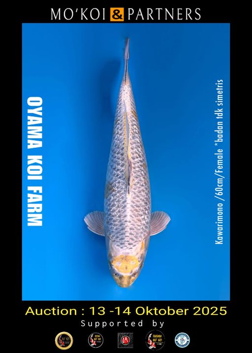 Lelang Koi Online, Jual Beli Ikan Koi, Pusat Jual Beli Koi, Info Lelang Koi Hari Ini, Platform Jual Beli Koi, Jual Beli Ikan Koi Online, Marketplace Ikan Koi, Jual Koi Terbaik, Tempat Beli Koi Berkualitas, Pasar Ikan Koi Online Terpercaya, Penjual Ikan Koi Terpercaya, Beli Koi Hias Online, Ikan Koi untuk Dijual, Koi Kualitas Terbaik, Toko Online Ikan Koi, Koi Hias Untuk Dijual, Jual Beli Ikan Koi Lokal, Koi Indonesia Online, Pusat Jual Beli Koi Terbesar