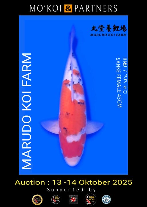 Lelang Koi Online, Jual Beli Ikan Koi, Pusat Jual Beli Koi, Info Lelang Koi Hari Ini, Platform Jual Beli Koi, Jual Beli Ikan Koi Online, Marketplace Ikan Koi, Jual Koi Terbaik, Tempat Beli Koi Berkualitas, Pasar Ikan Koi Online Terpercaya, Penjual Ikan Koi Terpercaya, Beli Koi Hias Online, Ikan Koi untuk Dijual, Koi Kualitas Terbaik, Toko Online Ikan Koi, Koi Hias Untuk Dijual, Jual Beli Ikan Koi Lokal, Koi Indonesia Online, Pusat Jual Beli Koi Terbesar