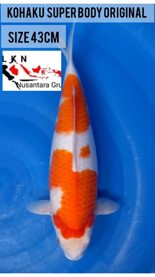 Lelang Koi Online, Jual Beli Ikan Koi, Pusat Jual Beli Koi, Info Lelang Koi Hari Ini, Platform Jual Beli Koi, Jual Beli Ikan Koi Online, Marketplace Ikan Koi, Jual Koi Terbaik, Tempat Beli Koi Berkualitas, Pasar Ikan Koi Online Terpercaya, Penjual Ikan Koi Terpercaya, Beli Koi Hias Online, Ikan Koi untuk Dijual, Koi Kualitas Terbaik, Toko Online Ikan Koi, Koi Hias Untuk Dijual, Jual Beli Ikan Koi Lokal, Koi Indonesia Online, Pusat Jual Beli Koi Terbesar
