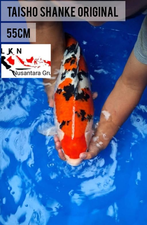 Lelang Koi Online, Jual Beli Ikan Koi, Pusat Jual Beli Koi, Info Lelang Koi Hari Ini, Platform Jual Beli Koi, Jual Beli Ikan Koi Online, Marketplace Ikan Koi, Jual Koi Terbaik, Tempat Beli Koi Berkualitas, Pasar Ikan Koi Online Terpercaya, Penjual Ikan Koi Terpercaya, Beli Koi Hias Online, Ikan Koi untuk Dijual, Koi Kualitas Terbaik, Toko Online Ikan Koi, Koi Hias Untuk Dijual, Jual Beli Ikan Koi Lokal, Koi Indonesia Online, Pusat Jual Beli Koi Terbesar