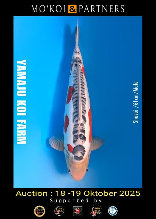 Lelang Koi Online, Jual Beli Ikan Koi, Pusat Jual Beli Koi, Info Lelang Koi Hari Ini, Platform Jual Beli Koi, Jual Beli Ikan Koi Online, Marketplace Ikan Koi, Jual Koi Terbaik, Tempat Beli Koi Berkualitas, Pasar Ikan Koi Online Terpercaya, Penjual Ikan Koi Terpercaya, Beli Koi Hias Online, Ikan Koi untuk Dijual, Koi Kualitas Terbaik, Toko Online Ikan Koi, Koi Hias Untuk Dijual, Jual Beli Ikan Koi Lokal, Koi Indonesia Online, Pusat Jual Beli Koi Terbesar