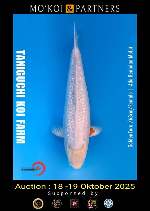 Lelang Koi Online, Jual Beli Ikan Koi, Pusat Jual Beli Koi, Info Lelang Koi Hari Ini, Platform Jual Beli Koi, Jual Beli Ikan Koi Online, Marketplace Ikan Koi, Jual Koi Terbaik, Tempat Beli Koi Berkualitas, Pasar Ikan Koi Online Terpercaya, Penjual Ikan Koi Terpercaya, Beli Koi Hias Online, Ikan Koi untuk Dijual, Koi Kualitas Terbaik, Toko Online Ikan Koi, Koi Hias Untuk Dijual, Jual Beli Ikan Koi Lokal, Koi Indonesia Online, Pusat Jual Beli Koi Terbesar
