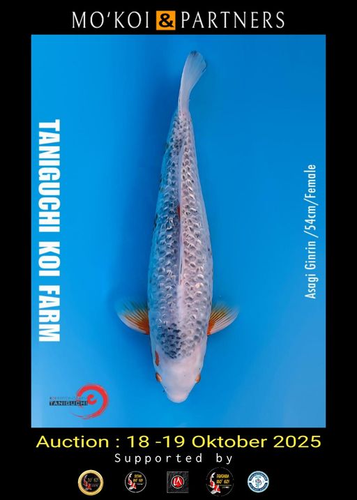 Lelang Koi Online, Jual Beli Ikan Koi, Pusat Jual Beli Koi, Info Lelang Koi Hari Ini, Platform Jual Beli Koi, Jual Beli Ikan Koi Online, Marketplace Ikan Koi, Jual Koi Terbaik, Tempat Beli Koi Berkualitas, Pasar Ikan Koi Online Terpercaya, Penjual Ikan Koi Terpercaya, Beli Koi Hias Online, Ikan Koi untuk Dijual, Koi Kualitas Terbaik, Toko Online Ikan Koi, Koi Hias Untuk Dijual, Jual Beli Ikan Koi Lokal, Koi Indonesia Online, Pusat Jual Beli Koi Terbesar