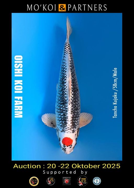 Lelang Koi Online, Jual Beli Ikan Koi, Pusat Jual Beli Koi, Info Lelang Koi Hari Ini, Platform Jual Beli Koi, Jual Beli Ikan Koi Online, Marketplace Ikan Koi, Jual Koi Terbaik, Tempat Beli Koi Berkualitas, Pasar Ikan Koi Online Terpercaya, Penjual Ikan Koi Terpercaya, Beli Koi Hias Online, Ikan Koi untuk Dijual, Koi Kualitas Terbaik, Toko Online Ikan Koi, Koi Hias Untuk Dijual, Jual Beli Ikan Koi Lokal, Koi Indonesia Online, Pusat Jual Beli Koi Terbesar