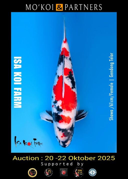 Lelang Koi Online, Jual Beli Ikan Koi, Pusat Jual Beli Koi, Info Lelang Koi Hari Ini, Platform Jual Beli Koi, Jual Beli Ikan Koi Online, Marketplace Ikan Koi, Jual Koi Terbaik, Tempat Beli Koi Berkualitas, Pasar Ikan Koi Online Terpercaya, Penjual Ikan Koi Terpercaya, Beli Koi Hias Online, Ikan Koi untuk Dijual, Koi Kualitas Terbaik, Toko Online Ikan Koi, Koi Hias Untuk Dijual, Jual Beli Ikan Koi Lokal, Koi Indonesia Online, Pusat Jual Beli Koi Terbesar
