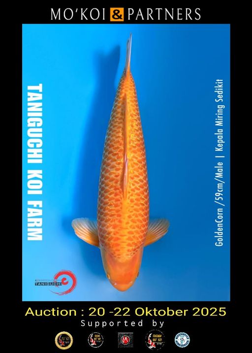 Lelang Koi Online, Jual Beli Ikan Koi, Pusat Jual Beli Koi, Info Lelang Koi Hari Ini, Platform Jual Beli Koi, Jual Beli Ikan Koi Online, Marketplace Ikan Koi, Jual Koi Terbaik, Tempat Beli Koi Berkualitas, Pasar Ikan Koi Online Terpercaya, Penjual Ikan Koi Terpercaya, Beli Koi Hias Online, Ikan Koi untuk Dijual, Koi Kualitas Terbaik, Toko Online Ikan Koi, Koi Hias Untuk Dijual, Jual Beli Ikan Koi Lokal, Koi Indonesia Online, Pusat Jual Beli Koi Terbesar