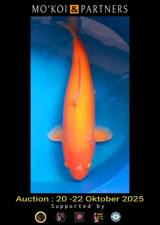 Lelang Koi Online, Jual Beli Ikan Koi, Pusat Jual Beli Koi, Info Lelang Koi Hari Ini, Platform Jual Beli Koi, Jual Beli Ikan Koi Online, Marketplace Ikan Koi, Jual Koi Terbaik, Tempat Beli Koi Berkualitas, Pasar Ikan Koi Online Terpercaya, Penjual Ikan Koi Terpercaya, Beli Koi Hias Online, Ikan Koi untuk Dijual, Koi Kualitas Terbaik, Toko Online Ikan Koi, Koi Hias Untuk Dijual, Jual Beli Ikan Koi Lokal, Koi Indonesia Online, Pusat Jual Beli Koi Terbesar
