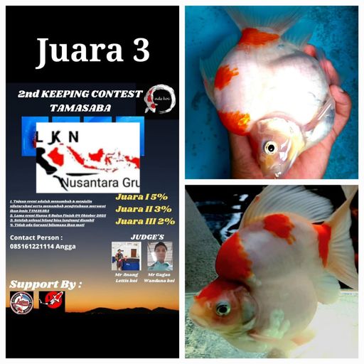 Lelang Koi Online, Jual Beli Ikan Koi, Pusat Jual Beli Koi, Info Lelang Koi Hari Ini, Platform Jual Beli Koi, Jual Beli Ikan Koi Online, Marketplace Ikan Koi, Jual Koi Terbaik, Tempat Beli Koi Berkualitas, Pasar Ikan Koi Online Terpercaya, Penjual Ikan Koi Terpercaya, Beli Koi Hias Online, Ikan Koi untuk Dijual, Koi Kualitas Terbaik, Toko Online Ikan Koi, Koi Hias Untuk Dijual, Jual Beli Ikan Koi Lokal, Koi Indonesia Online, Pusat Jual Beli Koi Terbesar