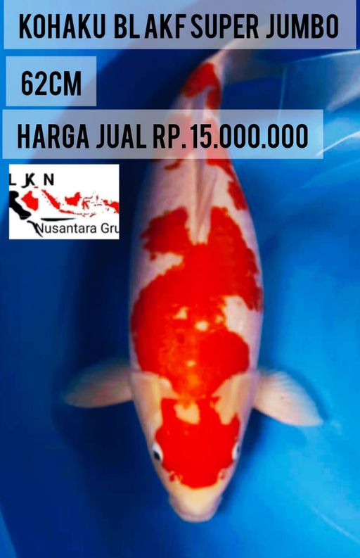 Lelang Koi Online, Jual Beli Ikan Koi, Pusat Jual Beli Koi, Info Lelang Koi Hari Ini, Platform Jual Beli Koi, Jual Beli Ikan Koi Online, Marketplace Ikan Koi, Jual Koi Terbaik, Tempat Beli Koi Berkualitas, Pasar Ikan Koi Online Terpercaya, Penjual Ikan Koi Terpercaya, Beli Koi Hias Online, Ikan Koi untuk Dijual, Koi Kualitas Terbaik, Toko Online Ikan Koi, Koi Hias Untuk Dijual, Jual Beli Ikan Koi Lokal, Koi Indonesia Online, Pusat Jual Beli Koi Terbesar
