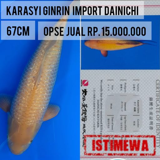 Lelang Koi Online, Jual Beli Ikan Koi, Pusat Jual Beli Koi, Info Lelang Koi Hari Ini, Platform Jual Beli Koi, Jual Beli Ikan Koi Online, Marketplace Ikan Koi, Jual Koi Terbaik, Tempat Beli Koi Berkualitas, Pasar Ikan Koi Online Terpercaya, Penjual Ikan Koi Terpercaya, Beli Koi Hias Online, Ikan Koi untuk Dijual, Koi Kualitas Terbaik, Toko Online Ikan Koi, Koi Hias Untuk Dijual, Jual Beli Ikan Koi Lokal, Koi Indonesia Online, Pusat Jual Beli Koi Terbesar