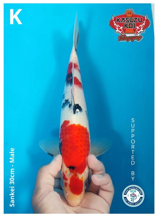 Lelang Koi Online, Jual Beli Ikan Koi, Pusat Jual Beli Koi, Info Lelang Koi Hari Ini, Platform Jual Beli Koi, Jual Beli Ikan Koi Online, Marketplace Ikan Koi, Jual Koi Terbaik, Tempat Beli Koi Berkualitas, Pasar Ikan Koi Online Terpercaya, Penjual Ikan Koi Terpercaya, Beli Koi Hias Online, Ikan Koi untuk Dijual, Koi Kualitas Terbaik, Toko Online Ikan Koi, Koi Hias Untuk Dijual, Jual Beli Ikan Koi Lokal, Koi Indonesia Online, Pusat Jual Beli Koi Terbesar