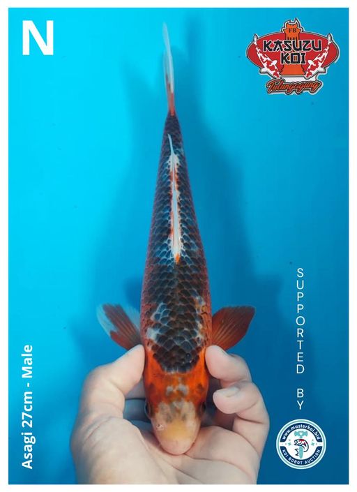 Lelang Koi Online, Jual Beli Ikan Koi, Pusat Jual Beli Koi, Info Lelang Koi Hari Ini, Platform Jual Beli Koi, Jual Beli Ikan Koi Online, Marketplace Ikan Koi, Jual Koi Terbaik, Tempat Beli Koi Berkualitas, Pasar Ikan Koi Online Terpercaya, Penjual Ikan Koi Terpercaya, Beli Koi Hias Online, Ikan Koi untuk Dijual, Koi Kualitas Terbaik, Toko Online Ikan Koi, Koi Hias Untuk Dijual, Jual Beli Ikan Koi Lokal, Koi Indonesia Online, Pusat Jual Beli Koi Terbesar