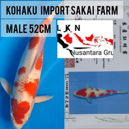 Lelang Koi Online, Jual Beli Ikan Koi, Pusat Jual Beli Koi, Info Lelang Koi Hari Ini, Platform Jual Beli Koi, Jual Beli Ikan Koi Online, Marketplace Ikan Koi, Jual Koi Terbaik, Tempat Beli Koi Berkualitas, Pasar Ikan Koi Online Terpercaya, Penjual Ikan Koi Terpercaya, Beli Koi Hias Online, Ikan Koi untuk Dijual, Koi Kualitas Terbaik, Toko Online Ikan Koi, Koi Hias Untuk Dijual, Jual Beli Ikan Koi Lokal, Koi Indonesia Online, Pusat Jual Beli Koi Terbesar