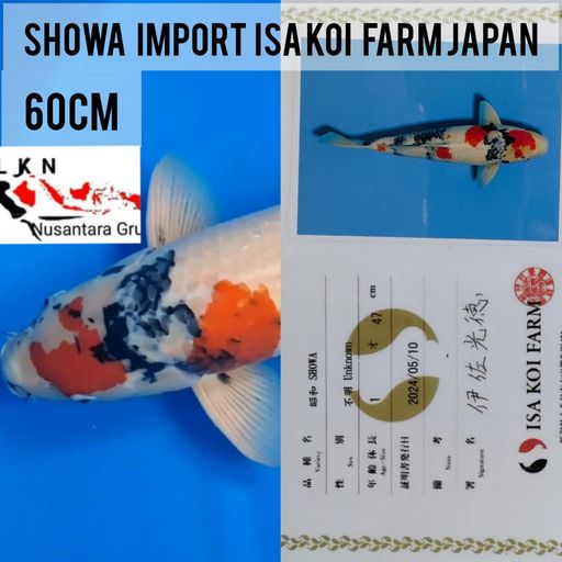 Lelang Koi Online, Jual Beli Ikan Koi, Pusat Jual Beli Koi, Info Lelang Koi Hari Ini, Platform Jual Beli Koi, Jual Beli Ikan Koi Online, Marketplace Ikan Koi, Jual Koi Terbaik, Tempat Beli Koi Berkualitas, Pasar Ikan Koi Online Terpercaya, Penjual Ikan Koi Terpercaya, Beli Koi Hias Online, Ikan Koi untuk Dijual, Koi Kualitas Terbaik, Toko Online Ikan Koi, Koi Hias Untuk Dijual, Jual Beli Ikan Koi Lokal, Koi Indonesia Online, Pusat Jual Beli Koi Terbesar