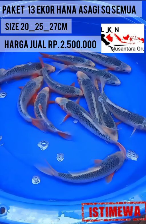 Lelang Koi Online, Jual Beli Ikan Koi, Pusat Jual Beli Koi, Info Lelang Koi Hari Ini, Platform Jual Beli Koi, Jual Beli Ikan Koi Online, Marketplace Ikan Koi, Jual Koi Terbaik, Tempat Beli Koi Berkualitas, Pasar Ikan Koi Online Terpercaya, Penjual Ikan Koi Terpercaya, Beli Koi Hias Online, Ikan Koi untuk Dijual, Koi Kualitas Terbaik, Toko Online Ikan Koi, Koi Hias Untuk Dijual, Jual Beli Ikan Koi Lokal, Koi Indonesia Online, Pusat Jual Beli Koi Terbesar