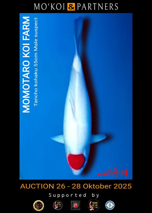 Lelang Koi Online, Jual Beli Ikan Koi, Pusat Jual Beli Koi, Info Lelang Koi Hari Ini, Platform Jual Beli Koi, Jual Beli Ikan Koi Online, Marketplace Ikan Koi, Jual Koi Terbaik, Tempat Beli Koi Berkualitas, Pasar Ikan Koi Online Terpercaya, Penjual Ikan Koi Terpercaya, Beli Koi Hias Online, Ikan Koi untuk Dijual, Koi Kualitas Terbaik, Toko Online Ikan Koi, Koi Hias Untuk Dijual, Jual Beli Ikan Koi Lokal, Koi Indonesia Online, Pusat Jual Beli Koi Terbesar