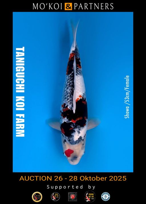 Lelang Koi Online, Jual Beli Ikan Koi, Pusat Jual Beli Koi, Info Lelang Koi Hari Ini, Platform Jual Beli Koi, Jual Beli Ikan Koi Online, Marketplace Ikan Koi, Jual Koi Terbaik, Tempat Beli Koi Berkualitas, Pasar Ikan Koi Online Terpercaya, Penjual Ikan Koi Terpercaya, Beli Koi Hias Online, Ikan Koi untuk Dijual, Koi Kualitas Terbaik, Toko Online Ikan Koi, Koi Hias Untuk Dijual, Jual Beli Ikan Koi Lokal, Koi Indonesia Online, Pusat Jual Beli Koi Terbesar