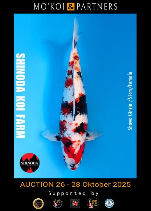 Lelang Koi Online, Jual Beli Ikan Koi, Pusat Jual Beli Koi, Info Lelang Koi Hari Ini, Platform Jual Beli Koi, Jual Beli Ikan Koi Online, Marketplace Ikan Koi, Jual Koi Terbaik, Tempat Beli Koi Berkualitas, Pasar Ikan Koi Online Terpercaya, Penjual Ikan Koi Terpercaya, Beli Koi Hias Online, Ikan Koi untuk Dijual, Koi Kualitas Terbaik, Toko Online Ikan Koi, Koi Hias Untuk Dijual, Jual Beli Ikan Koi Lokal, Koi Indonesia Online, Pusat Jual Beli Koi Terbesar