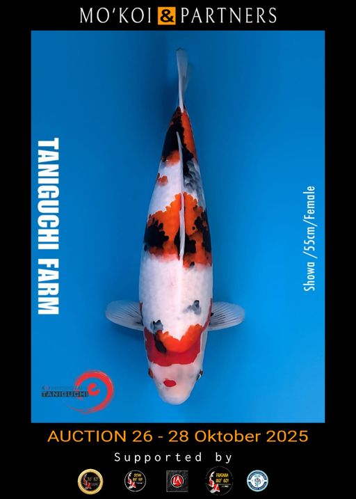 Lelang Koi Online, Jual Beli Ikan Koi, Pusat Jual Beli Koi, Info Lelang Koi Hari Ini, Platform Jual Beli Koi, Jual Beli Ikan Koi Online, Marketplace Ikan Koi, Jual Koi Terbaik, Tempat Beli Koi Berkualitas, Pasar Ikan Koi Online Terpercaya, Penjual Ikan Koi Terpercaya, Beli Koi Hias Online, Ikan Koi untuk Dijual, Koi Kualitas Terbaik, Toko Online Ikan Koi, Koi Hias Untuk Dijual, Jual Beli Ikan Koi Lokal, Koi Indonesia Online, Pusat Jual Beli Koi Terbesar