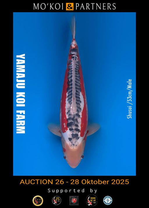 Lelang Koi Online, Jual Beli Ikan Koi, Pusat Jual Beli Koi, Info Lelang Koi Hari Ini, Platform Jual Beli Koi, Jual Beli Ikan Koi Online, Marketplace Ikan Koi, Jual Koi Terbaik, Tempat Beli Koi Berkualitas, Pasar Ikan Koi Online Terpercaya, Penjual Ikan Koi Terpercaya, Beli Koi Hias Online, Ikan Koi untuk Dijual, Koi Kualitas Terbaik, Toko Online Ikan Koi, Koi Hias Untuk Dijual, Jual Beli Ikan Koi Lokal, Koi Indonesia Online, Pusat Jual Beli Koi Terbesar