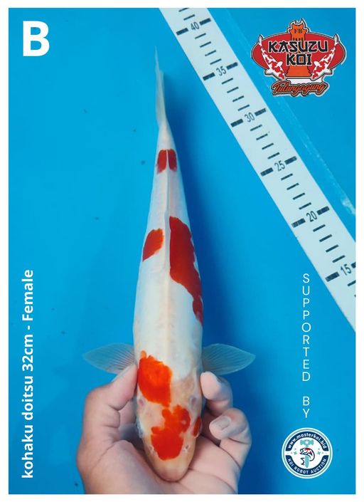 Lelang Koi Online, Jual Beli Ikan Koi, Pusat Jual Beli Koi, Info Lelang Koi Hari Ini, Platform Jual Beli Koi, Jual Beli Ikan Koi Online, Marketplace Ikan Koi, Jual Koi Terbaik, Tempat Beli Koi Berkualitas, Pasar Ikan Koi Online Terpercaya, Penjual Ikan Koi Terpercaya, Beli Koi Hias Online, Ikan Koi untuk Dijual, Koi Kualitas Terbaik, Toko Online Ikan Koi, Koi Hias Untuk Dijual, Jual Beli Ikan Koi Lokal, Koi Indonesia Online, Pusat Jual Beli Koi Terbesar